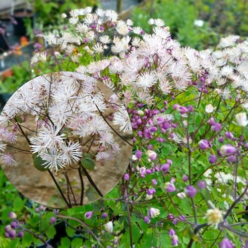 Thalictrum aquilegifolium 'White Clouds' - Kurekell-ängelhein 'White Clouds' P9/0,55L     